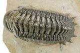 Detailed Crotalocephalina Trilobite - Atchana, Morocco #359546-3